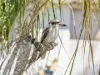 11 Queenscliff Court, Sandstone Point, Qld 4511-Image