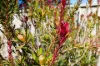 11 Sylvan Retreat, White Hills, Vic 3550-Image