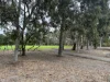 11 Windarra Avenue, Burnside, SA 5066-Image