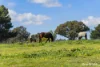 110 Waterworks Road, Junee, NSW 2663-Image