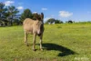 110 Waterworks Road, Junee, NSW 2663-Image