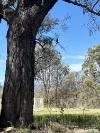 111 Port Macquarie Road, Bogee, NSW 2849-Image