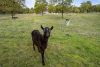 112 Vermont Road, Smythesdale, Vic 3351-Image