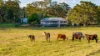 1121 Eumundi - Kenilworth Road, Belli Park QLD 4562-Image