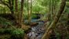 1121 Eumundi - Kenilworth Road, Belli Park QLD 4562-Image