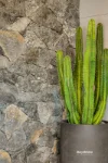 113 Coolum Parade, Newport, Qld 4020-Image
