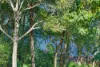 113 Peninsula Drive, Bilambil Heights, NSW 2486-Image