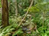 114 Lindeman Road, Beerwah, Qld 4519-Image