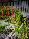 115 Aspinall Street, Golden Square, Vic 3555-Image