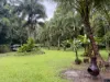 116 Hickory Road, Cow Bay, Daintree, Qld 4873-Image