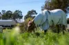 116 Speedy Street, Molong, NSW 2866