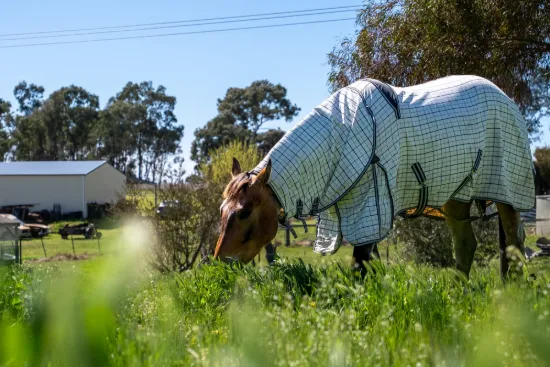 116 Speedy Street, Molong, NSW 2866