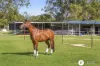 117 Boden Road, Wamuran, Qld 4512-Image