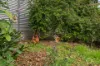 117 L'Estrange Street, Glenunga, SA 5064-Image