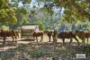 1174 Tyalgum Road, Eungella, NSW 2484-Image