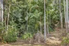 118 Beacon Road, Tamborine Mountain, Qld 4272-Image