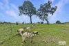 1188 Millaa Millaa Malanda Road, Tarzali, Qld 4885-Image