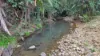 1199 Calen Mount Charlton Rd, Mount Charlton, Qld 4741-Image