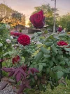 11A Webster Street, Klemzig, SA 5087-Image