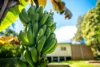 12 - 14 Lyon Street, Bellingen, NSW 2454-Image