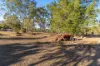 12 Carol Court, Glenlee, Qld 4711-Image