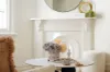 12 Cook Street, Glebe NSW 2037-Image