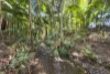 12 Dutton Crescent, Coffs Harbour, NSW 2450-Image