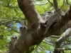 12 Faraday Street, Camp Hill, Qld 4152-Image