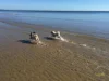 12 Gatakers Lane, Point Vernon, Qld 4655-Image