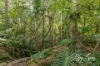 12 Hillcrest Avenue, Caboolture, Qld 4510-Image