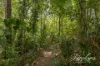 12 Hillcrest Avenue, Caboolture, Qld 4510-Image