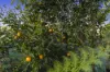 12 Pettys Road, Everton Hills, Qld 4053-Image