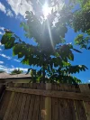 12 Quinn Dr, Edmonton, Qld 4869-Image