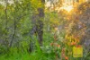 12 Summerfield Place, Gooseberry Hill, WA 6076-Image