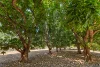 120 Kanagae Drive, Roebuck, WA 6725-Image