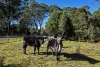 1210 Henty Road, Strahan, Tas 7468-Image
