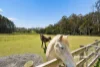 1214 Kindred Road, Kindred, Tas 7310-Image