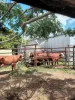 122 Longs Road, Bucca, Qld 4670-Image