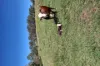 122 Longs Road, Bucca, Qld 4670-Image