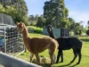 122 Windermere Road, Windermere, Tas 7252-Image