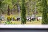 123 Appaloosa Drive, Conondale QLD 4552-Image
