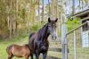 123 Appaloosa Drive, Conondale QLD 4552-Image
