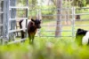 123 Appaloosa Drive, Conondale QLD 4552-Image