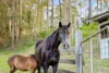 123 Appaloosa Drive, Conondale QLD 4552-Image