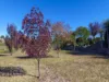 123 Drummond Street, Tenterfield, NSW 2372-Image