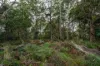 124 Wadleys Road, Reedy Marsh, Tas 7304-Image