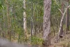 125 Koolan Crescent, Shailer Park, Qld 4128-Image