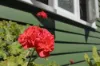 126 Rouse Street, Tenterfield, NSW 2372-Image