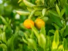 1260 West Mooreville Road, Ridgley, Tas 7321-Image