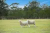 1261 Joadja Road, Joadja, NSW 2575-Image